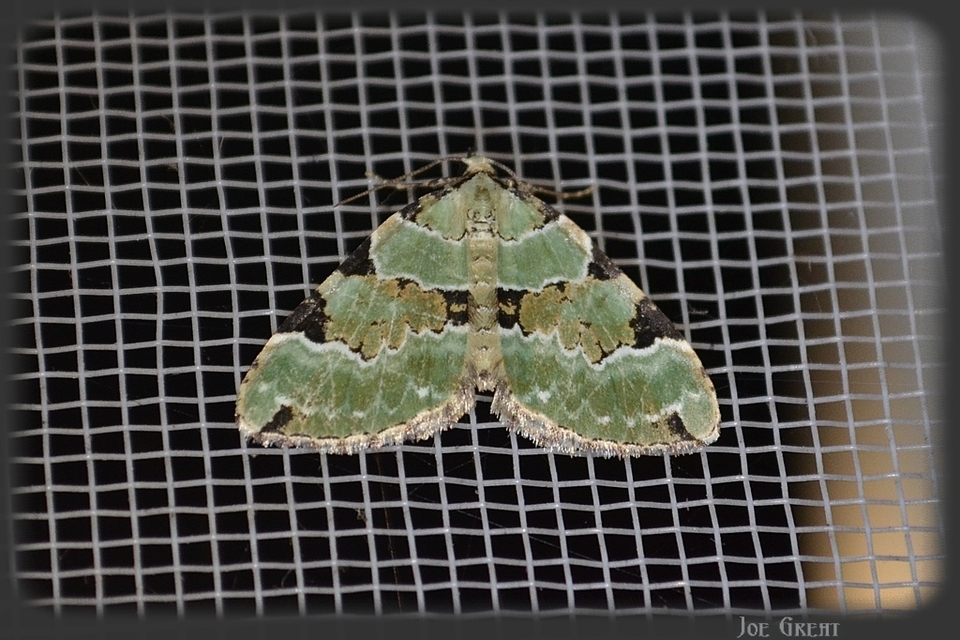 Colostygia pectinataria - zöld levélaraszoló