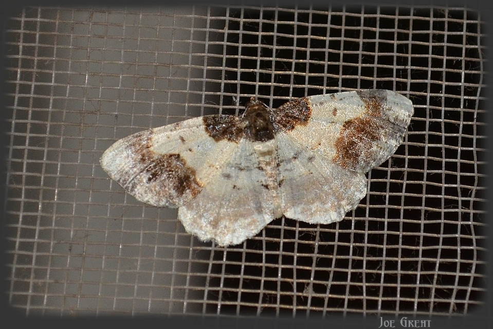 Ligdia adustata - barna levélaraszoló