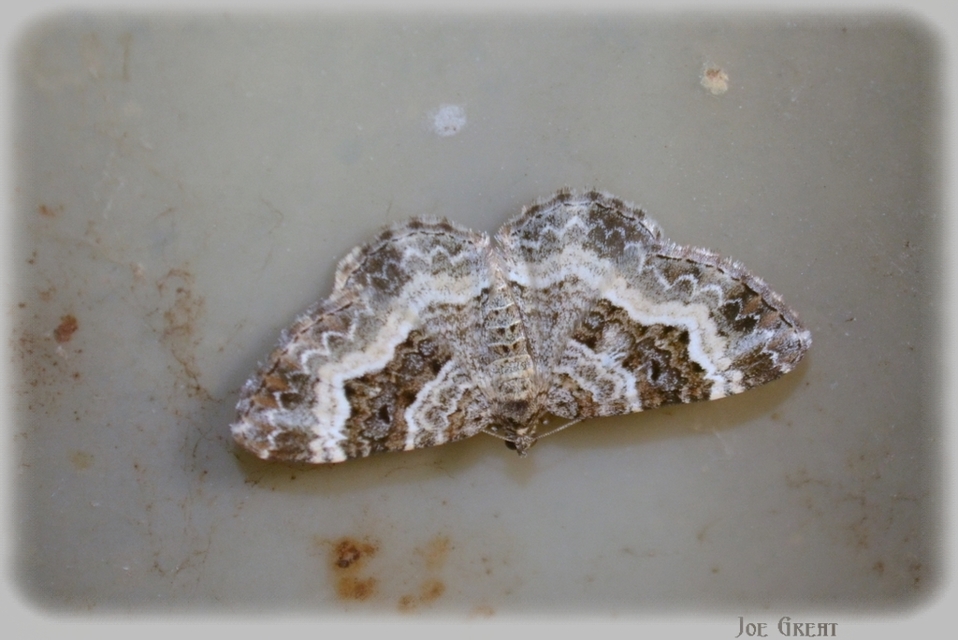 Epirrhoe alternata - galaj-tarkaaraszoló