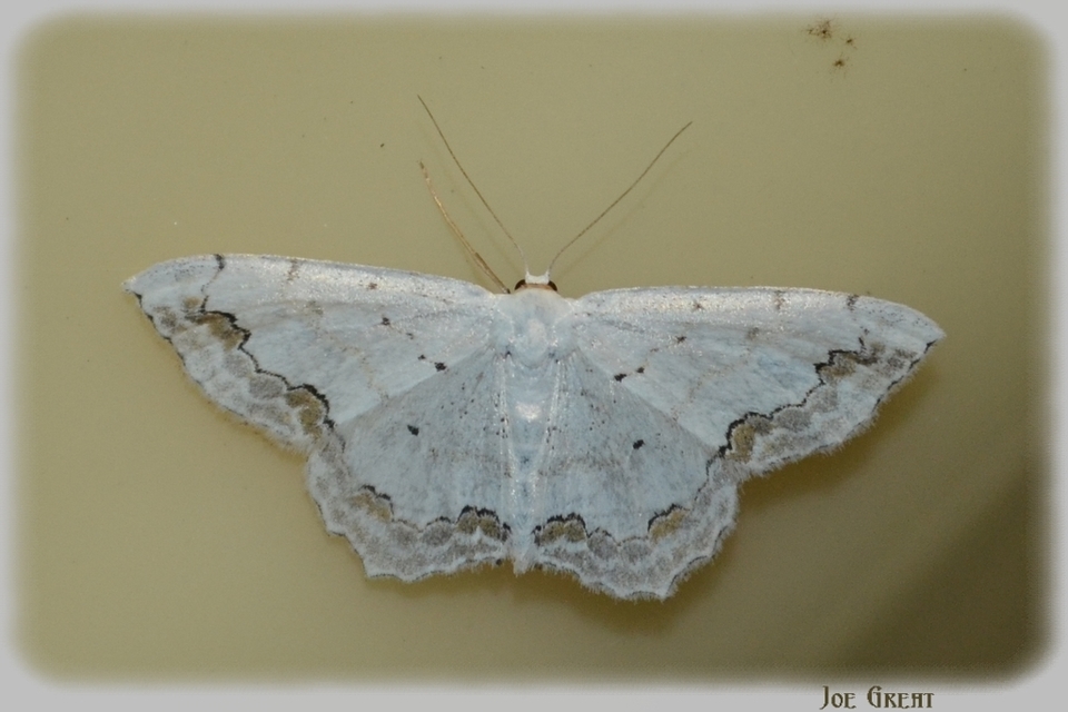 Scopula ornata - díszes fehéraraszoló