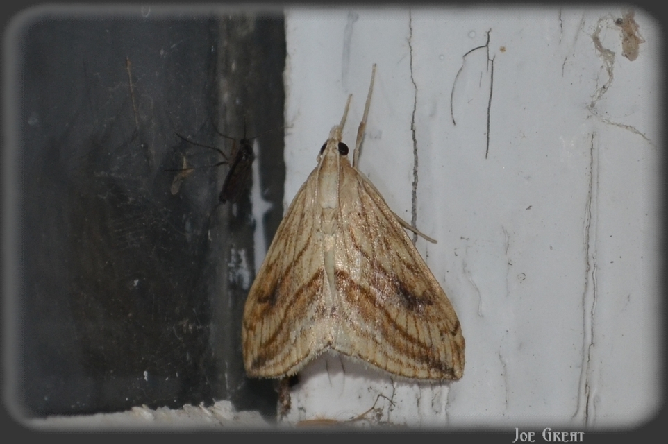 Evergestis forficalis - veteménymoly