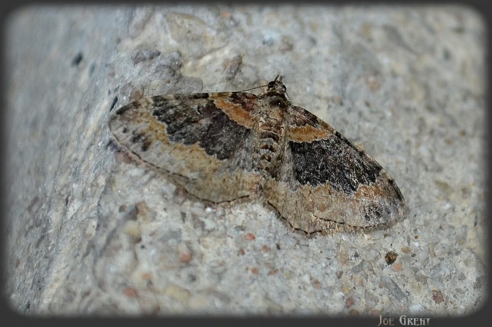 Xanthorhoe ferrugata - kerti tarkaaraszoló