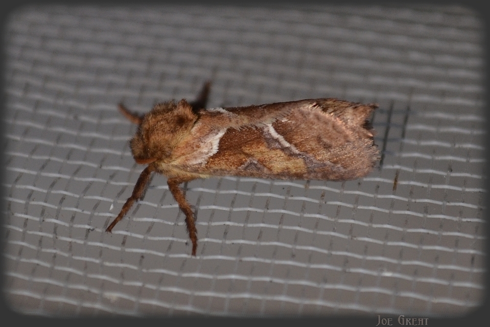 Triodia sylvina - kis gyökérrágólepke