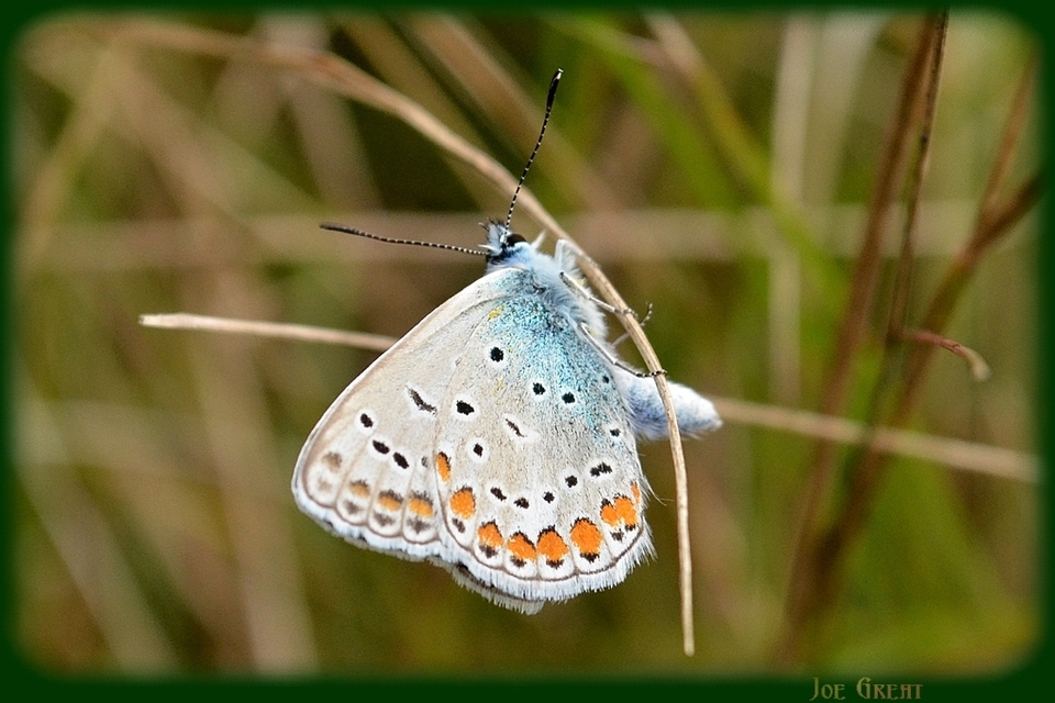 Polyommatus icarus - közönséges boglárka