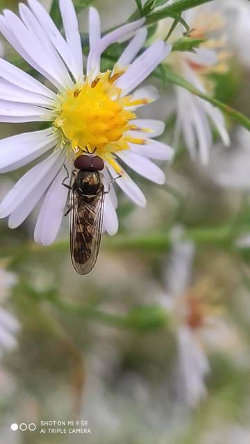 Platycheirus