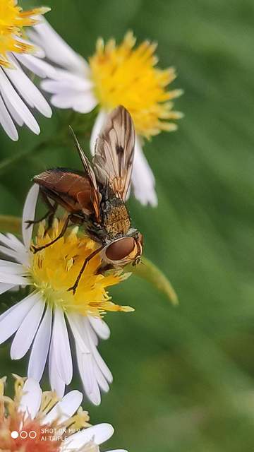 Ectophasia crassipennis - szélespotrohú poloskafürkész