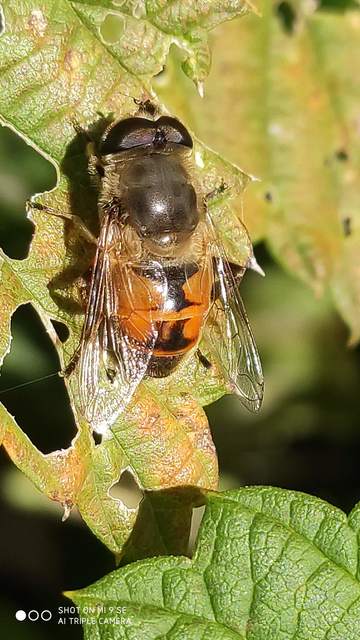 Eristalis tenax - közönséges herelégy