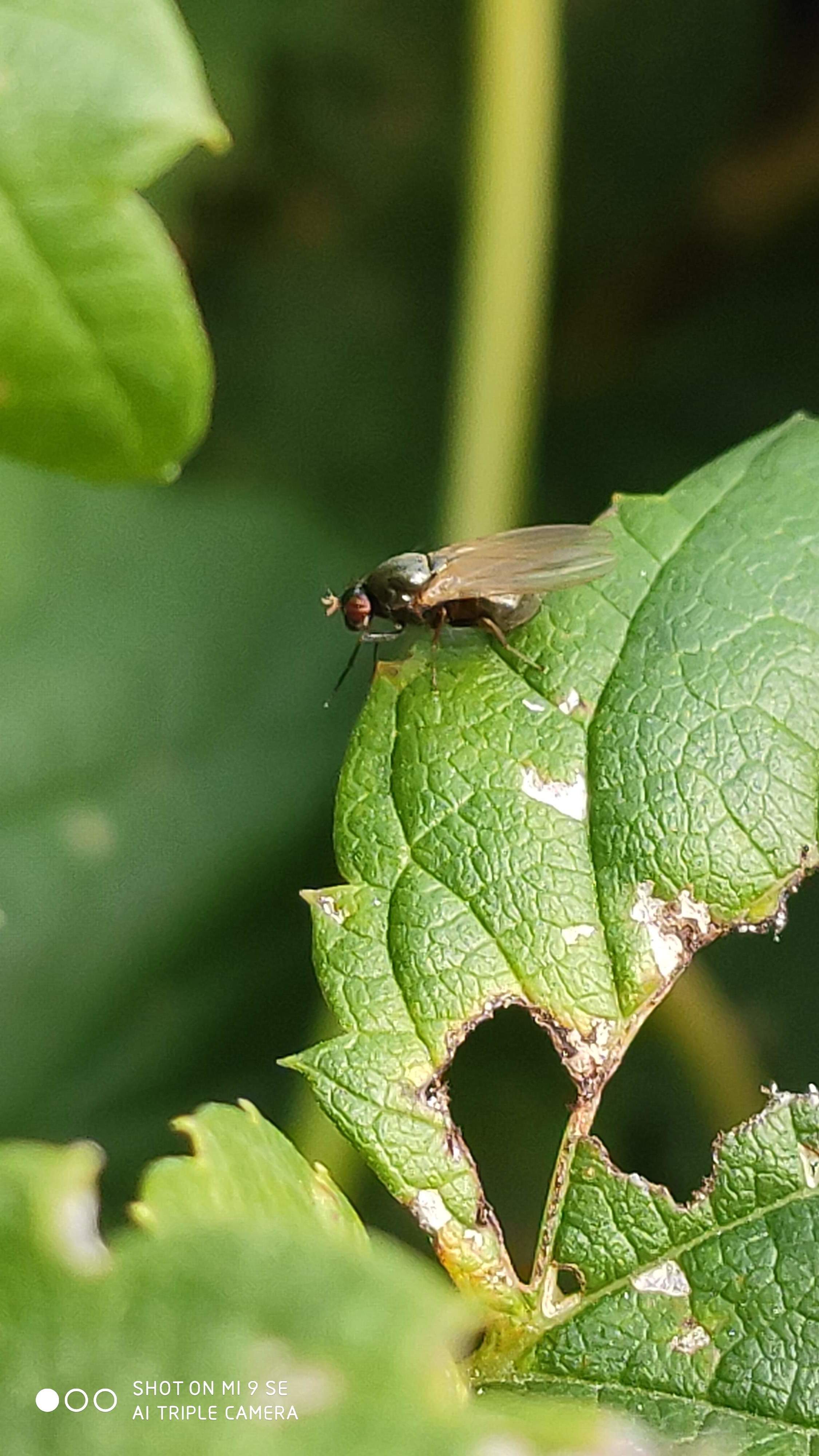 Calliopum