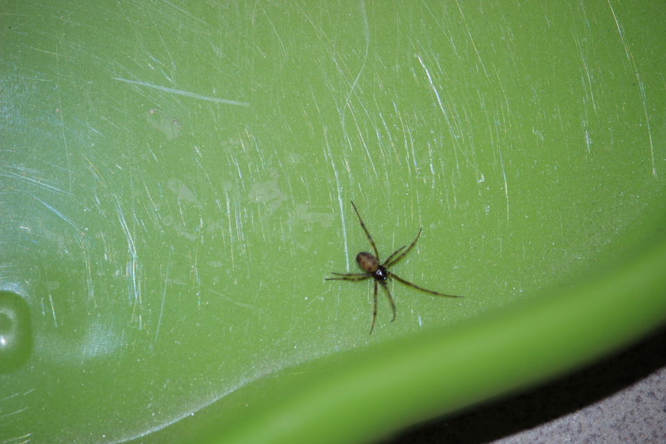 Steatoda triangulosa - háromszöges faggyúpók