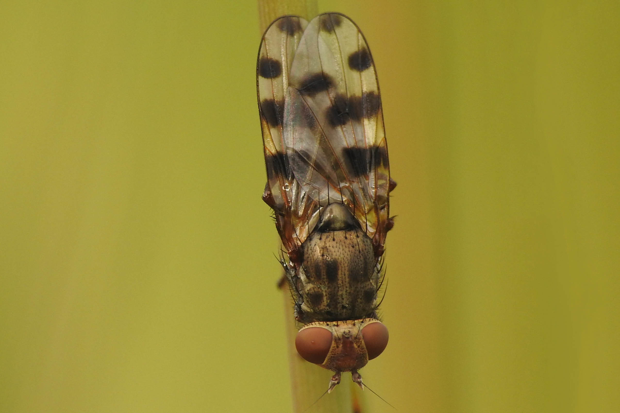 Ceroxys hortulana - kerti foltoslégy