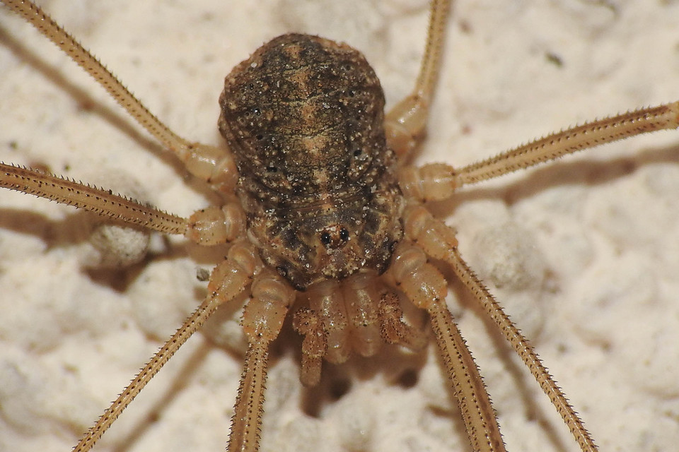 Opilio saxatilis