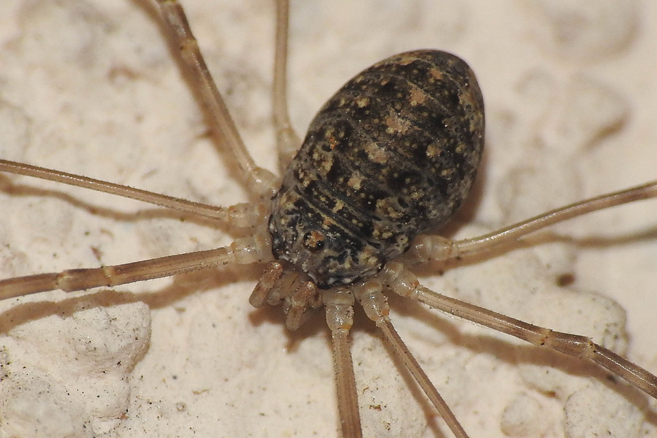 Opilio saxatilis