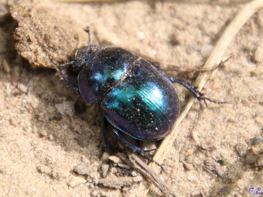 Anoplotrupes stercorosus - erdei álganéjtúró
