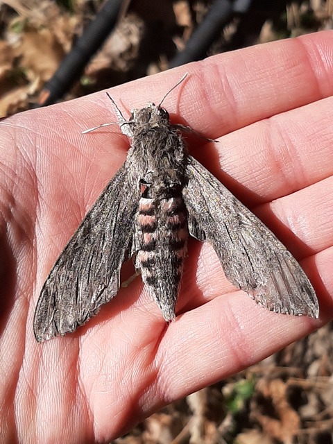 Agrius convolvuli - szulákszender