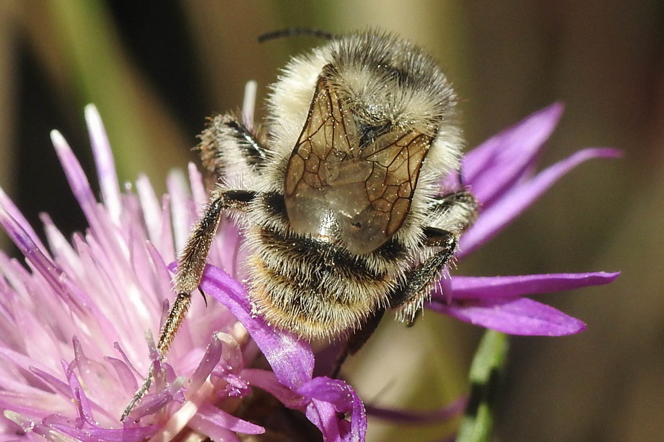 Bombus sylvarum - erdei poszméh