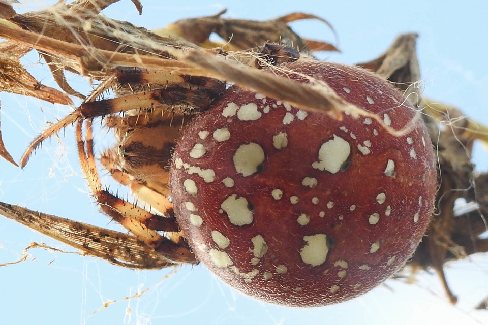 Araneus quadratus - négyes keresztespók