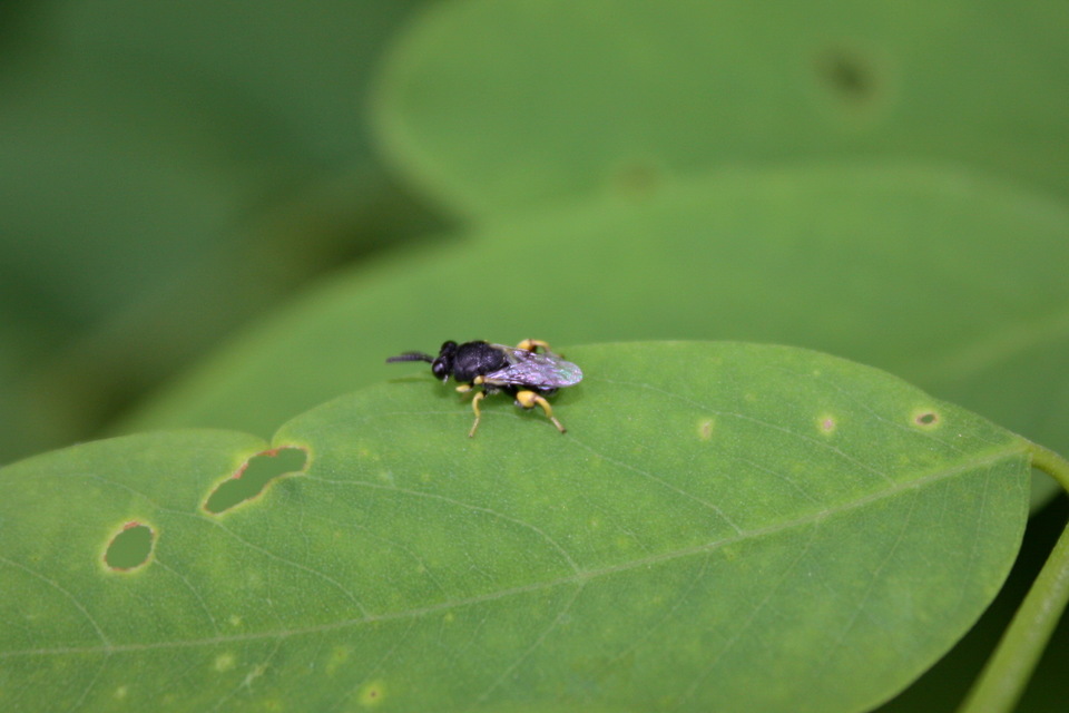 Brachymeria