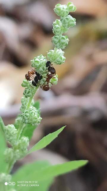 Myrmica