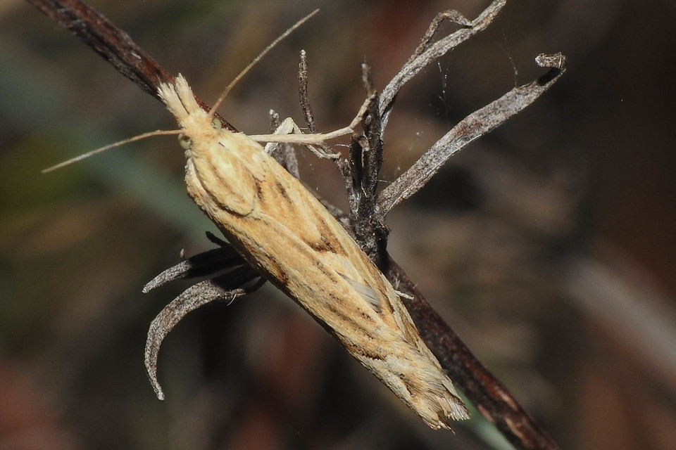 Eucosma messingiana - parlagi tükrösmoly
