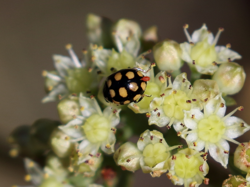 Coccinula quatuordecimpustulata - feketesárga katóka