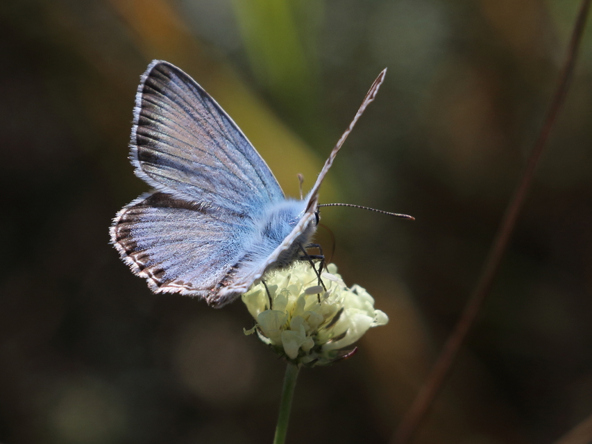 Polyommatus coridon - ezüstkék boglárka