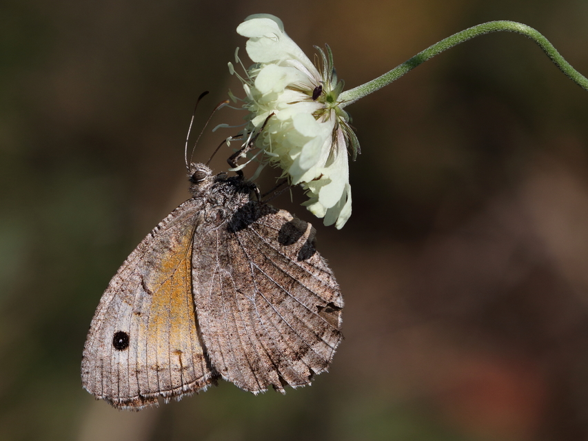 Arethusana arethusa - közönséges szemeslepke