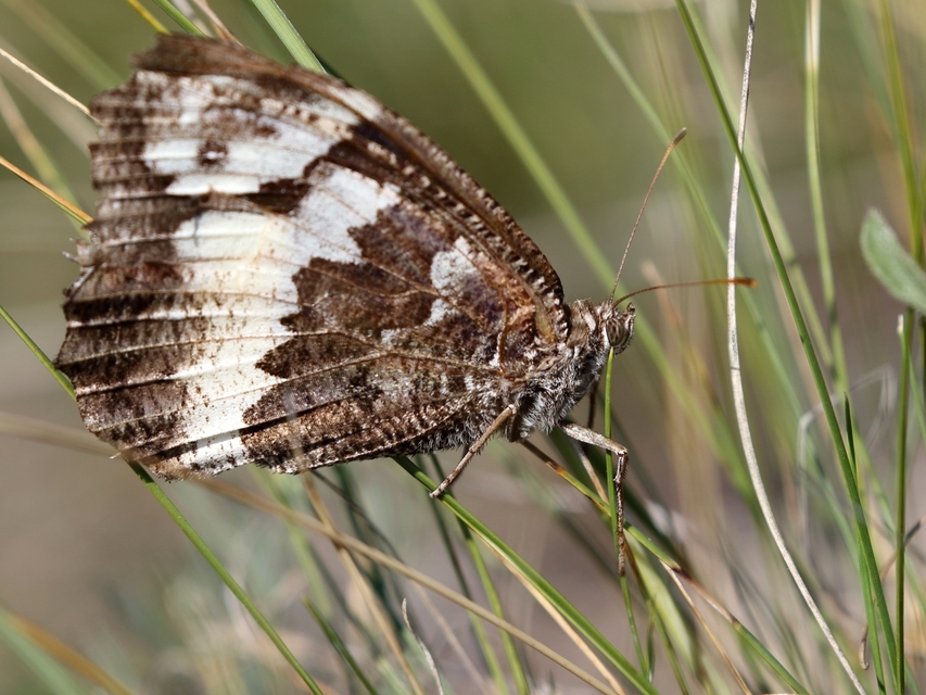 Brintesia circe - fehéröves szemeslepke