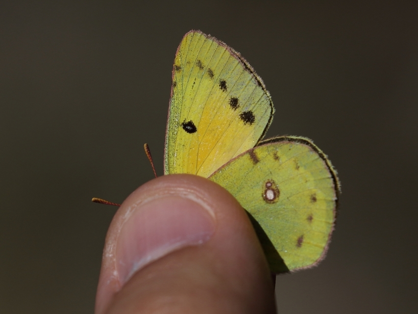 Colias chrysotheme - dolomit-kéneslepke