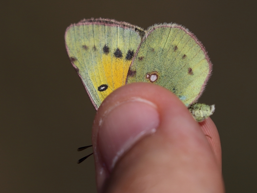 Colias chrysotheme - dolomit-kéneslepke