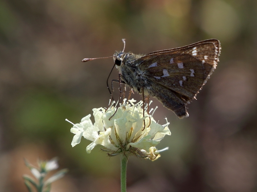 Hesperia comma - vesszős busalepke