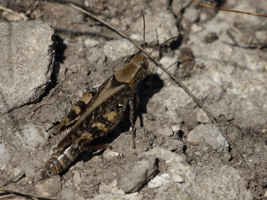 Calliptamus italicus - olaszsáska
