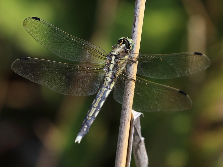 Orthetrum albistylum - fehérfarkú pásztorszitakötő
