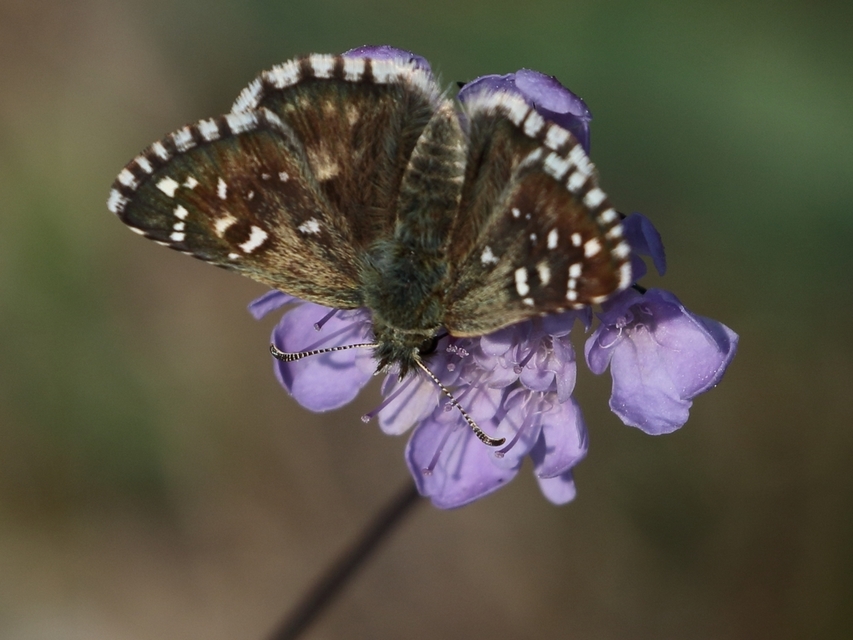 Pyrgus armoricanus - feles busalepke
