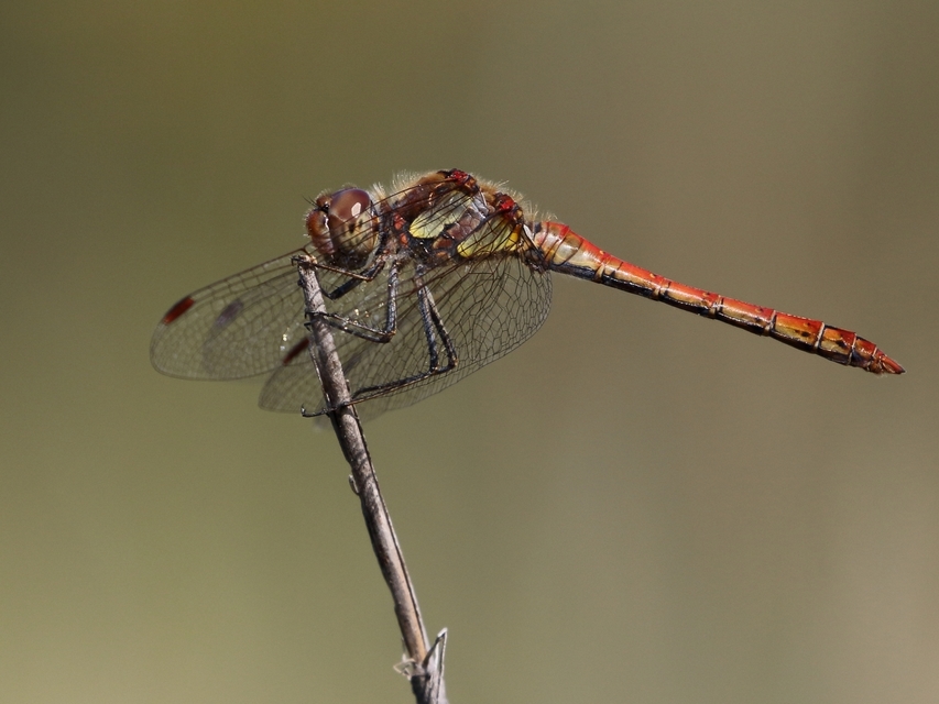 Sympetrum striolatum - harántsávos katona-szitakötő