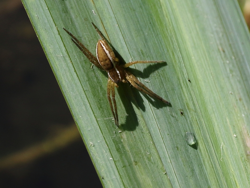Dolomedes fimbriatus - szegélyes vidrapók