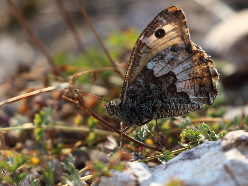 Hipparchia semele - barna szemeslepke