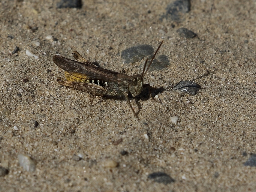 Chorthippus biguttulus - zengő tarlósáska
