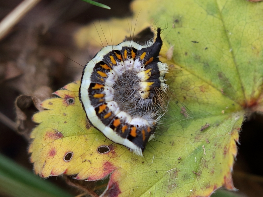 Acronicta psi - pszi-betűs szigonyosbagoly