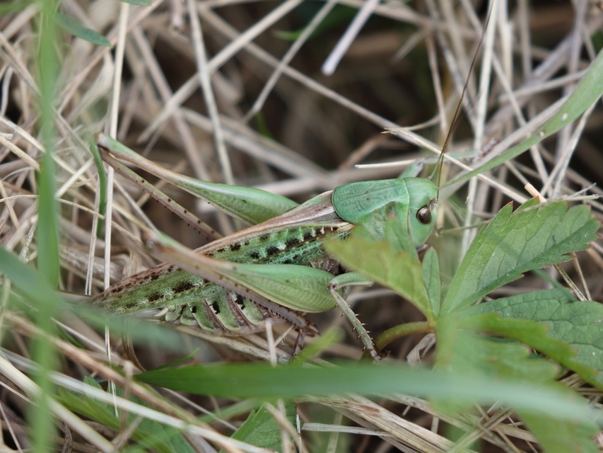 Decticus verrucivorus - szemölcsevő szöcske