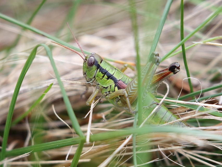 Pseudopodisma nagyi - Nagy-hegyisáska