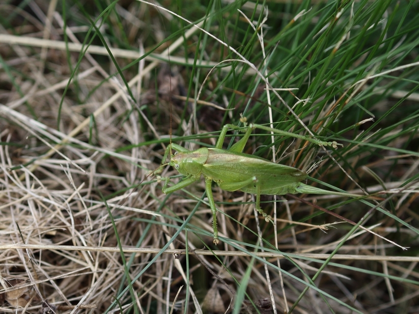 Tettigonia cantans - éneklő lombszöcske