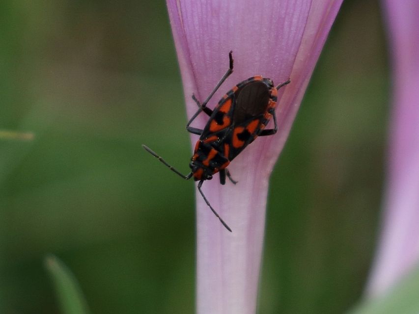 Spilostethus saxatilis - virágbodobács
