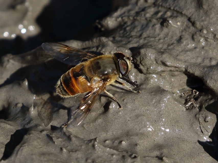 Eristalis tenax - közönséges herelégy