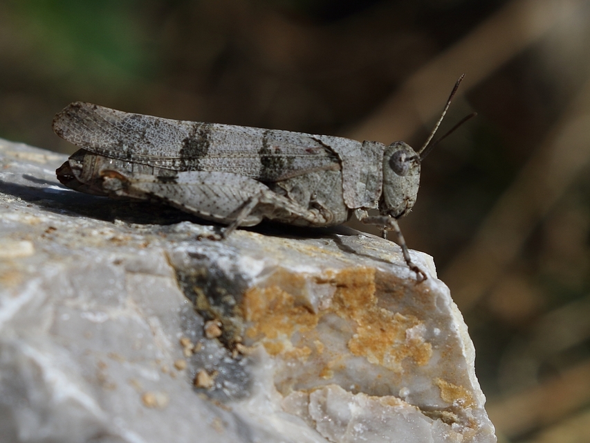 Oedipoda caerulescens - kékszárnyú sáska
