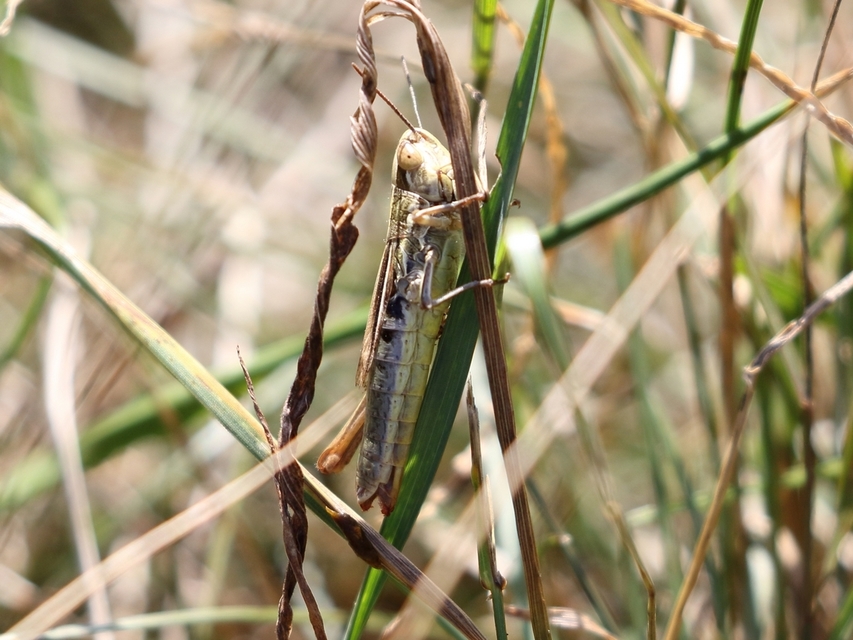 Euchorthippus declivus - rövidszárnyú rétisáska