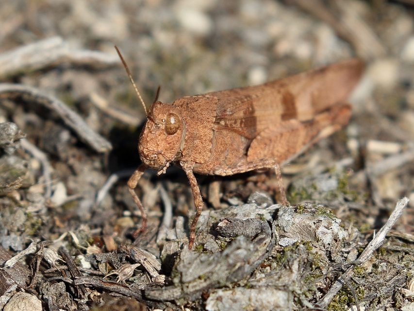 Oedipoda caerulescens - kékszárnyú sáska