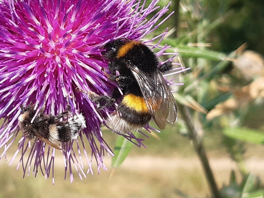 Bombus terrestris/lucorum