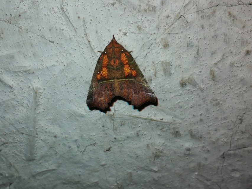 Scoliopteryx libatrix - vörös csipkésbagoly