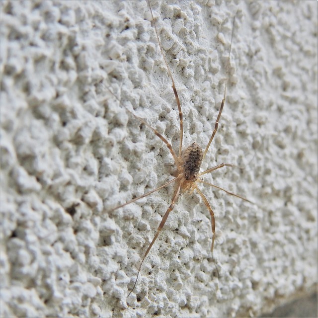 Opilio