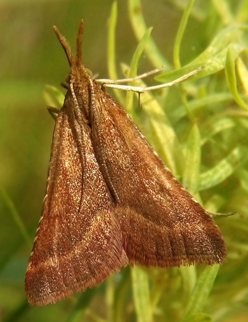 Synaphe punctalis - hosszúlábú fényilonca